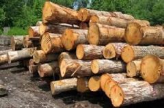 🚨 ایست پلیس تنکابن به کامیون حامل ۵ تن چوب جنگلی قاچاق 