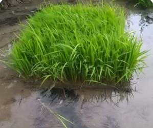 با تلاش کشاورز تنکابنی و حمایت جهاد کشاورزی، زمین کشاورزی پس از ۵ سال احیا شد