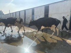 محموله دام زنده بیمار و قاچاق در مازندران کشف شد