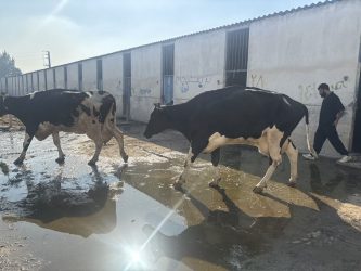 محموله دام زنده بیمار و قاچاق در مازندران کشف شد محموله دام زنده بیمار و قاچاق در مازندران کشف شد