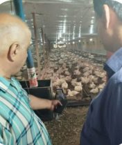 نظارت مستمر بر مرغداریهای تنکابن برای تضمین تولید مرغ نظارت مستمر بر مرغداریهای تنکابن برای تضمین تولید مرغ