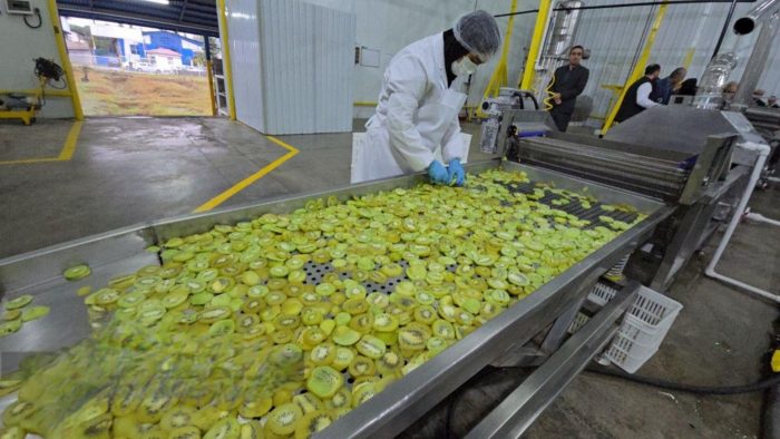 افتتاح واحد تولیدی کیوی به پاستیل در رودسر | فعالیت واحدهای فرآوری در حوزه فندق، پرتقال و کیوی افتتاح واحد تولیدی کیوی به پاستیل در رودسر | فعالیت واحدهای فرآوری در حوزه فندق، پرتقال و کیوی