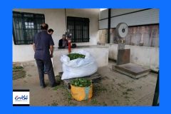 آغاز خرید تضمینی برگ سبز چای در رامسر با رشد ۷۲ درصدی قیمت