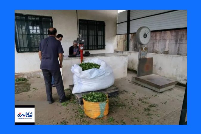 آغاز خرید تضمینی برگ سبز چای در رامسر با رشد ۷۲ درصدی قیمت