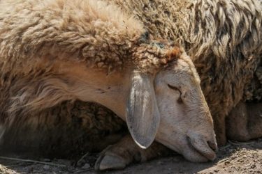 افزایش قیمت نهاده‌های دامی، بازار گوشت را دچار معضل می‌کند